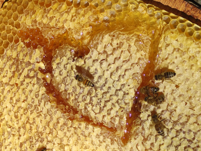 Le miel artisanal : un trésor naturel aux multiples bienfaits